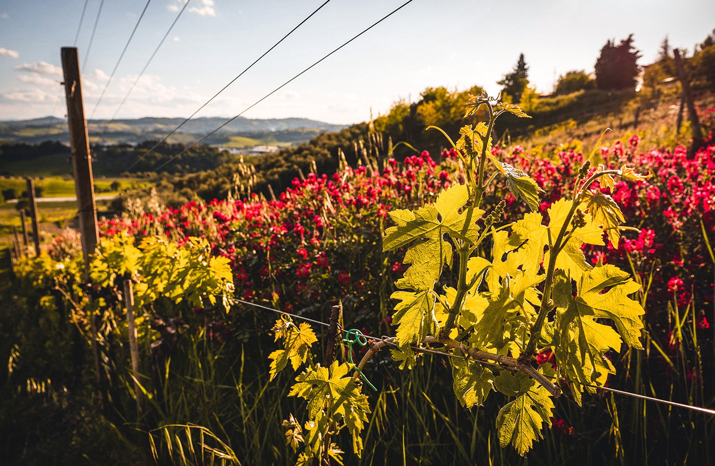 Tralcio di vite Montepulciano con foglie verdi al sole, vigneto italiano in estate.