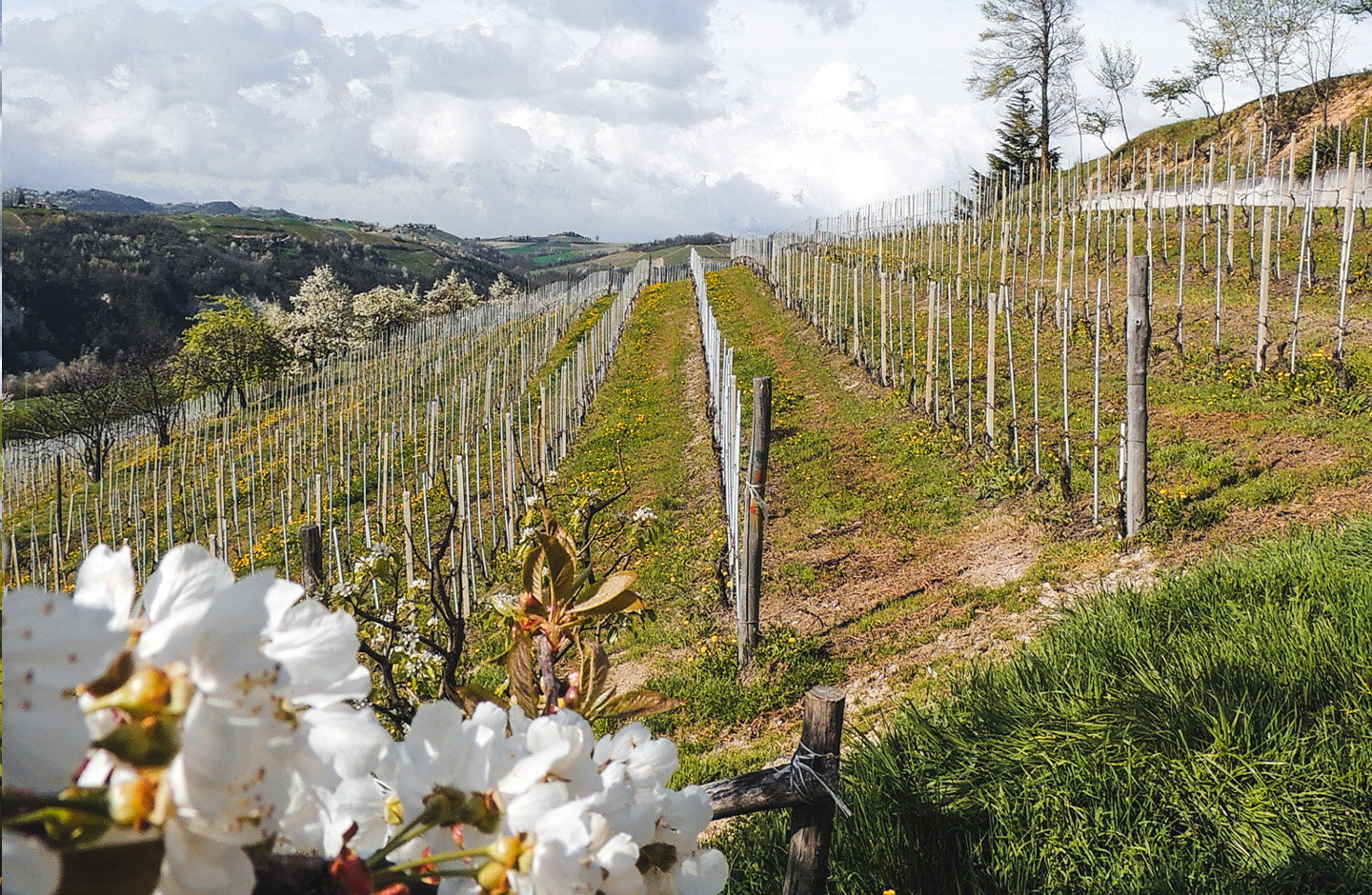 Vigneti del Dolcetto di Dogliani in primavera sulle colline cuneesi