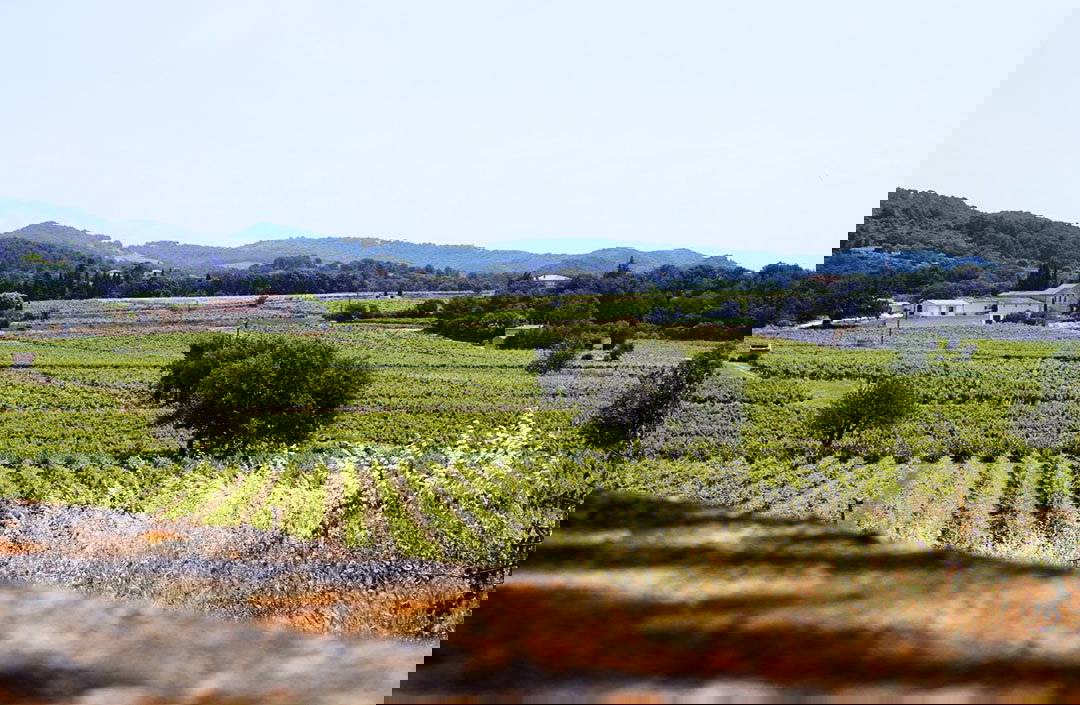 Tenuta vinicola nel cuore della denominazione Cairanne AOP, nella Valle del Rodano, circondata da ulivi e vignet