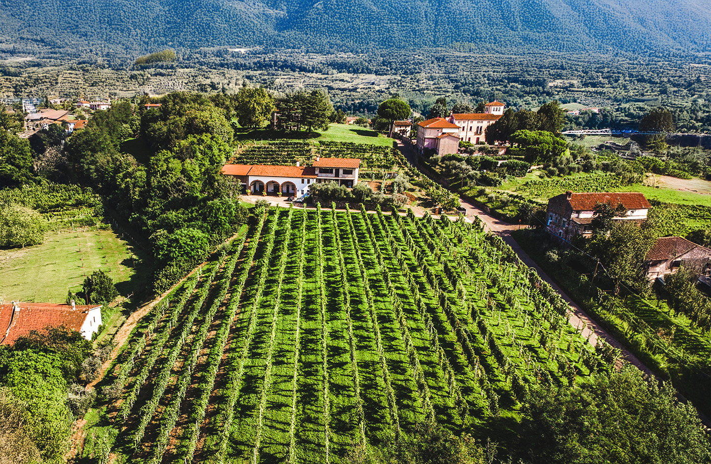 Vigneti ordinati sulle colline di Breganze DOC, in Veneto