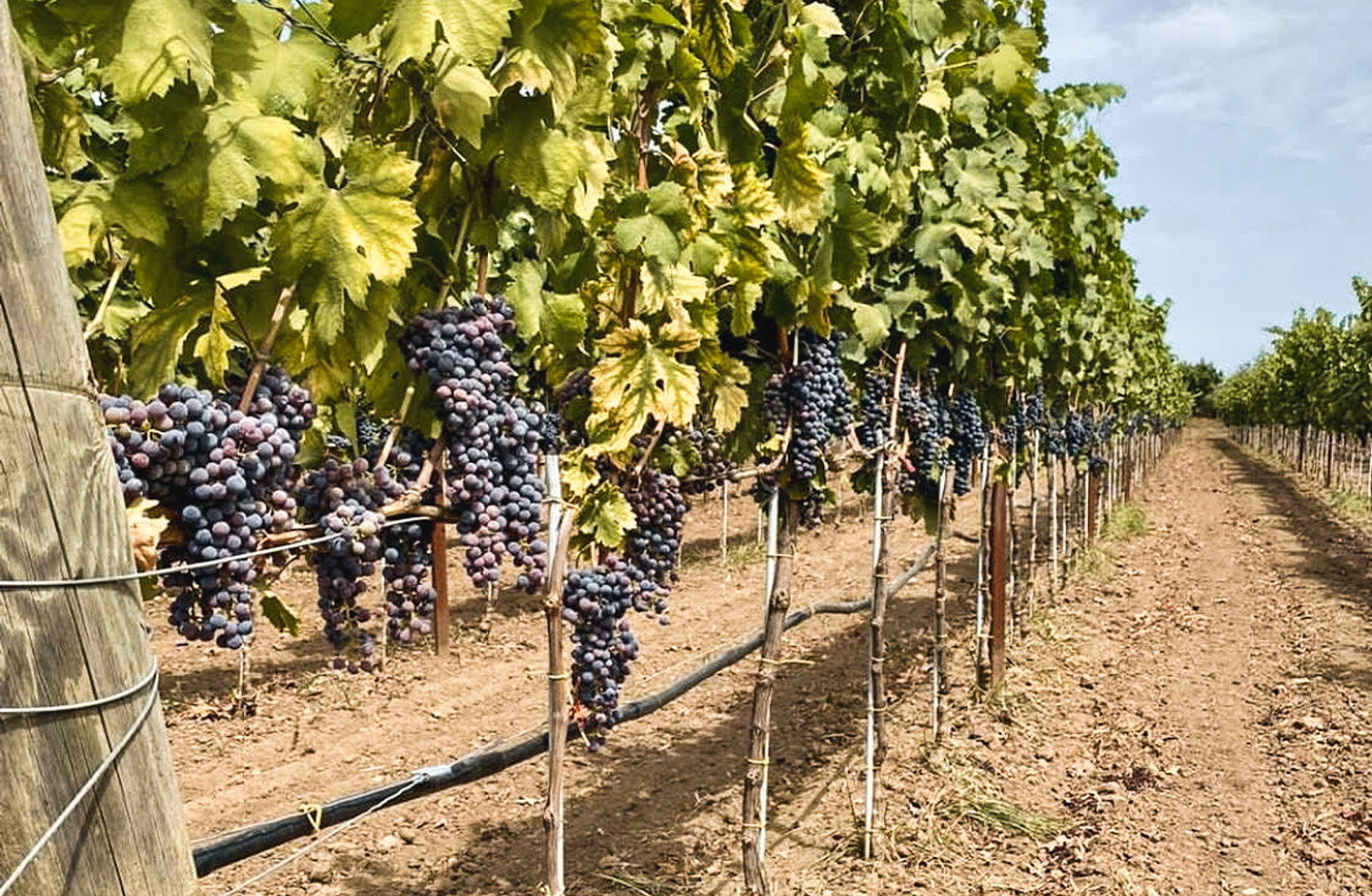 Grappoli di uva Nero di Troia maturi sui filari, vigneto pugliese pronto per la vendemmia.