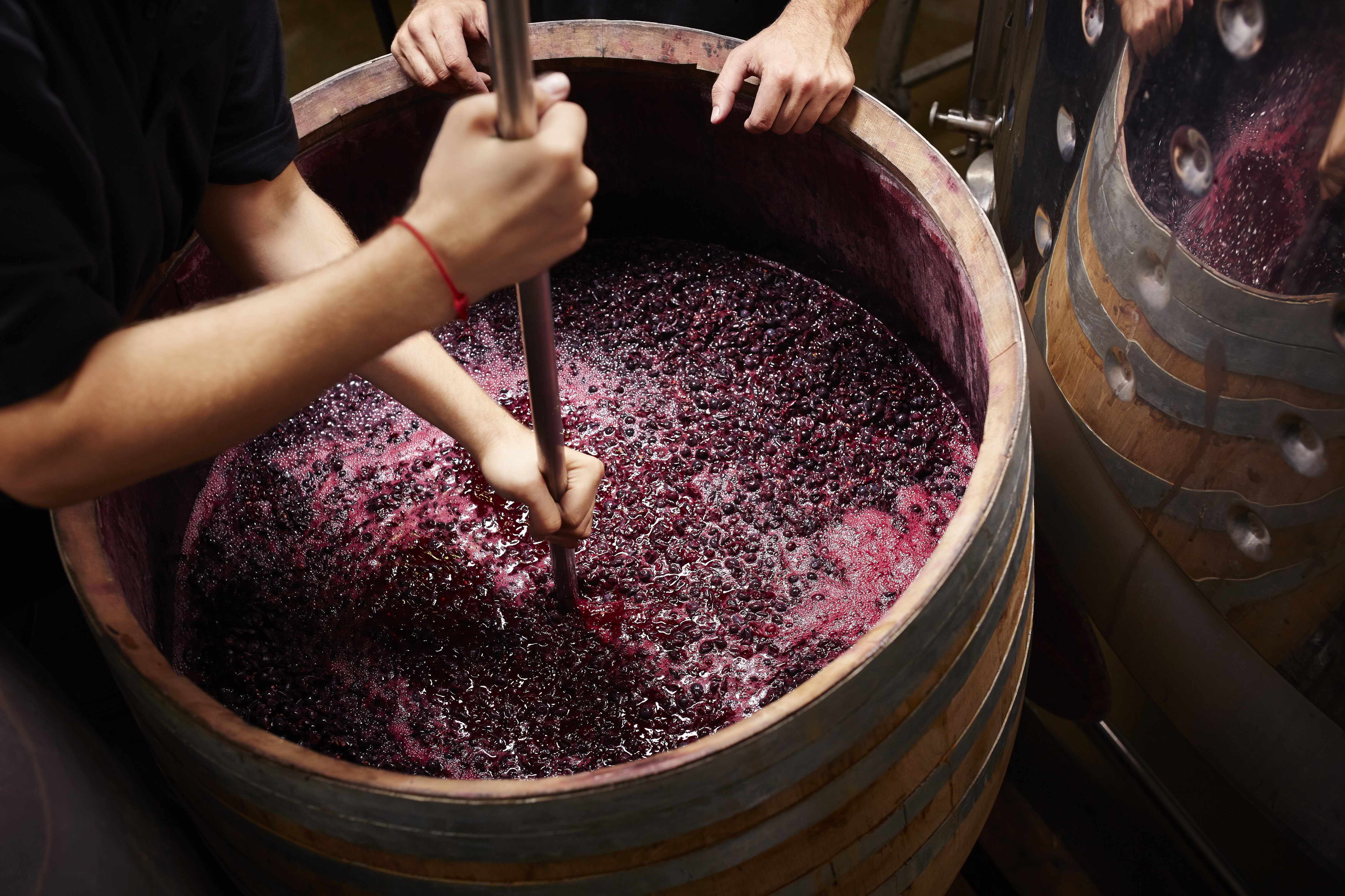 Fermentazione del vino rosso Montefalco in botte di legno, follatura manuale delle vinacce.