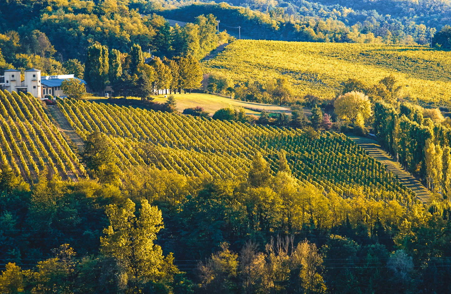Tenimenti Rossi Cairo