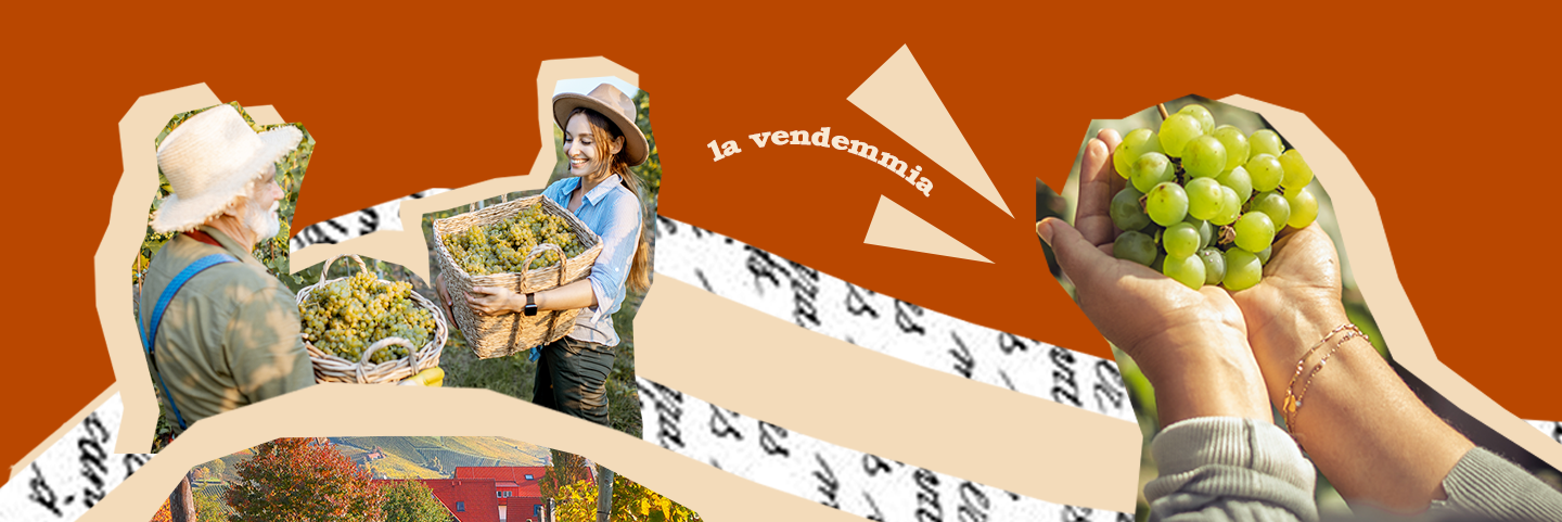 Banner descrittivo sulla vendemmia