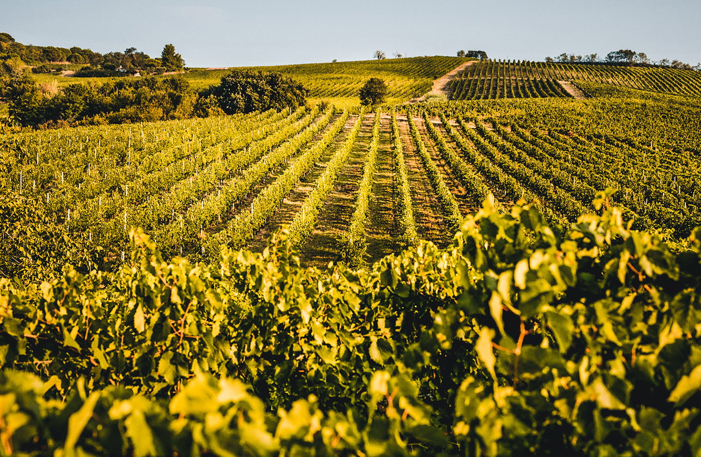 Cossignani L.E. Tempo