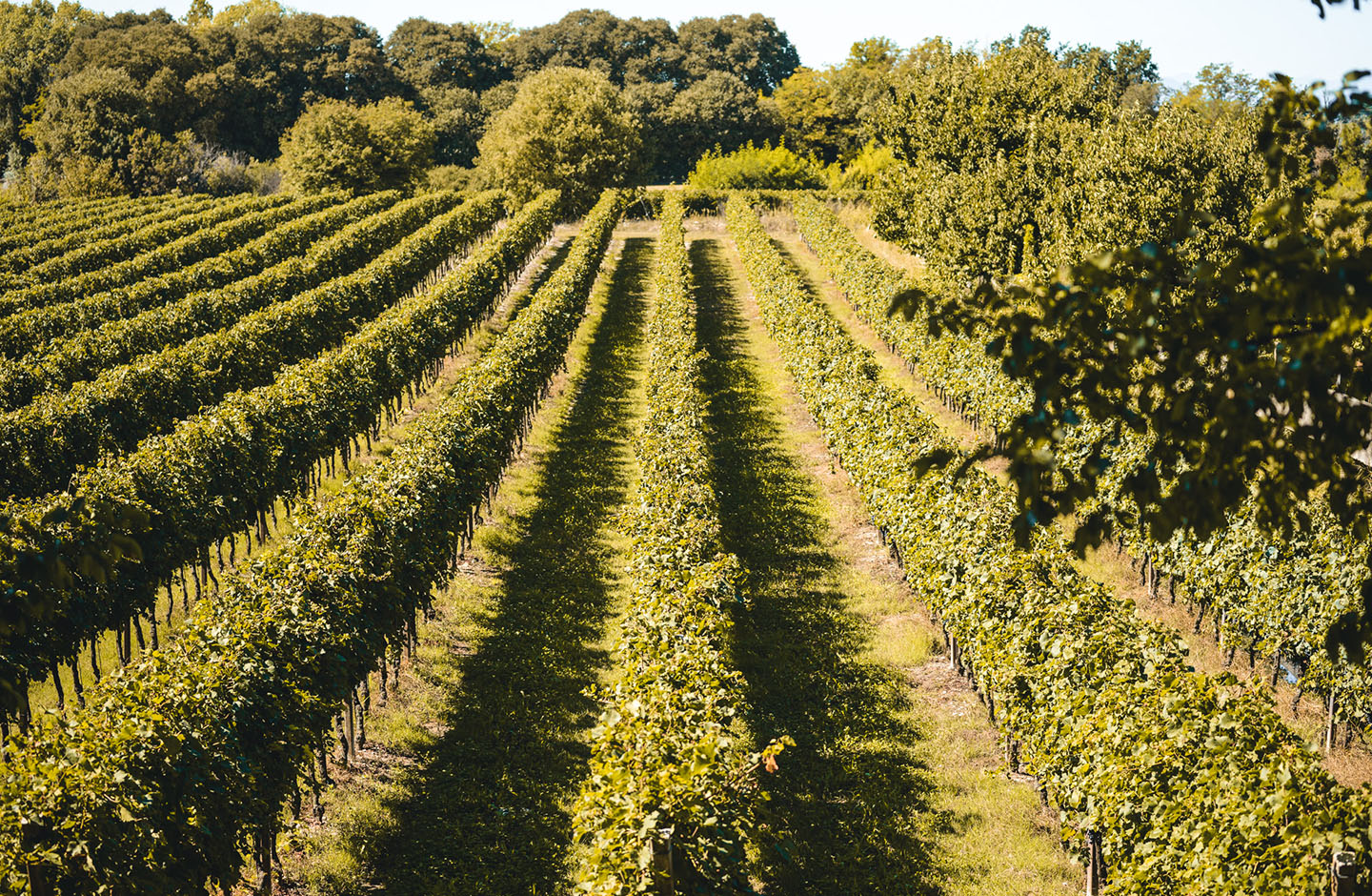 Filari di vigneti di Custoza DOC al sole