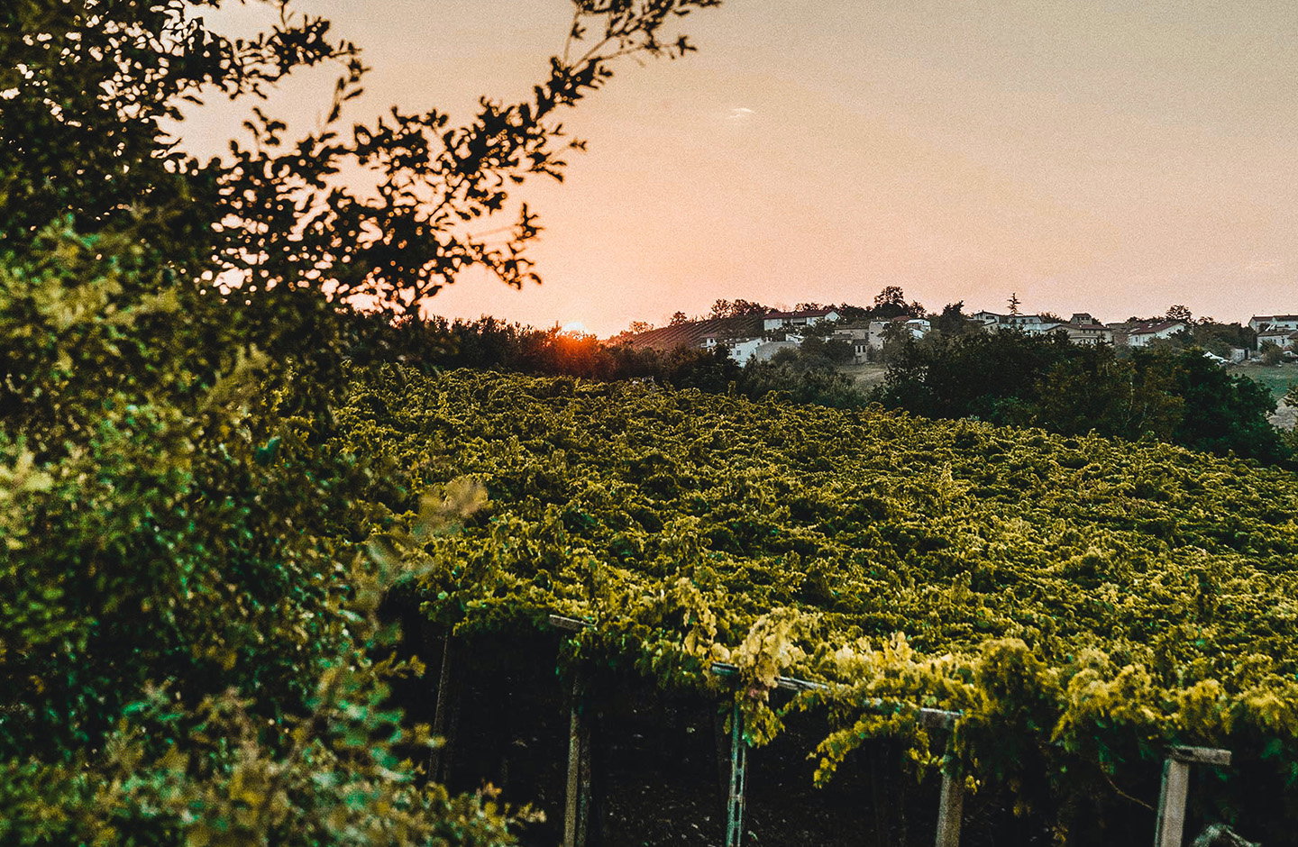 Vigneti del Montepulciano d’Abruzzo al tramonto tra le colline abruzzesi