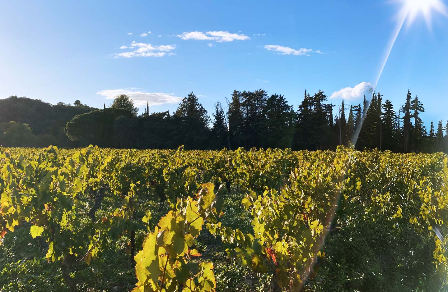 Vigneti del Minervois illuminati dal sole autunnale