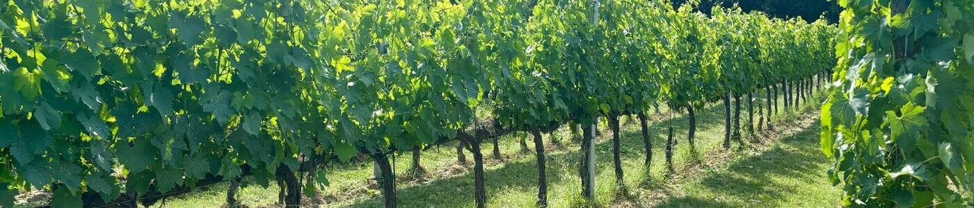 Vignudelli Wines