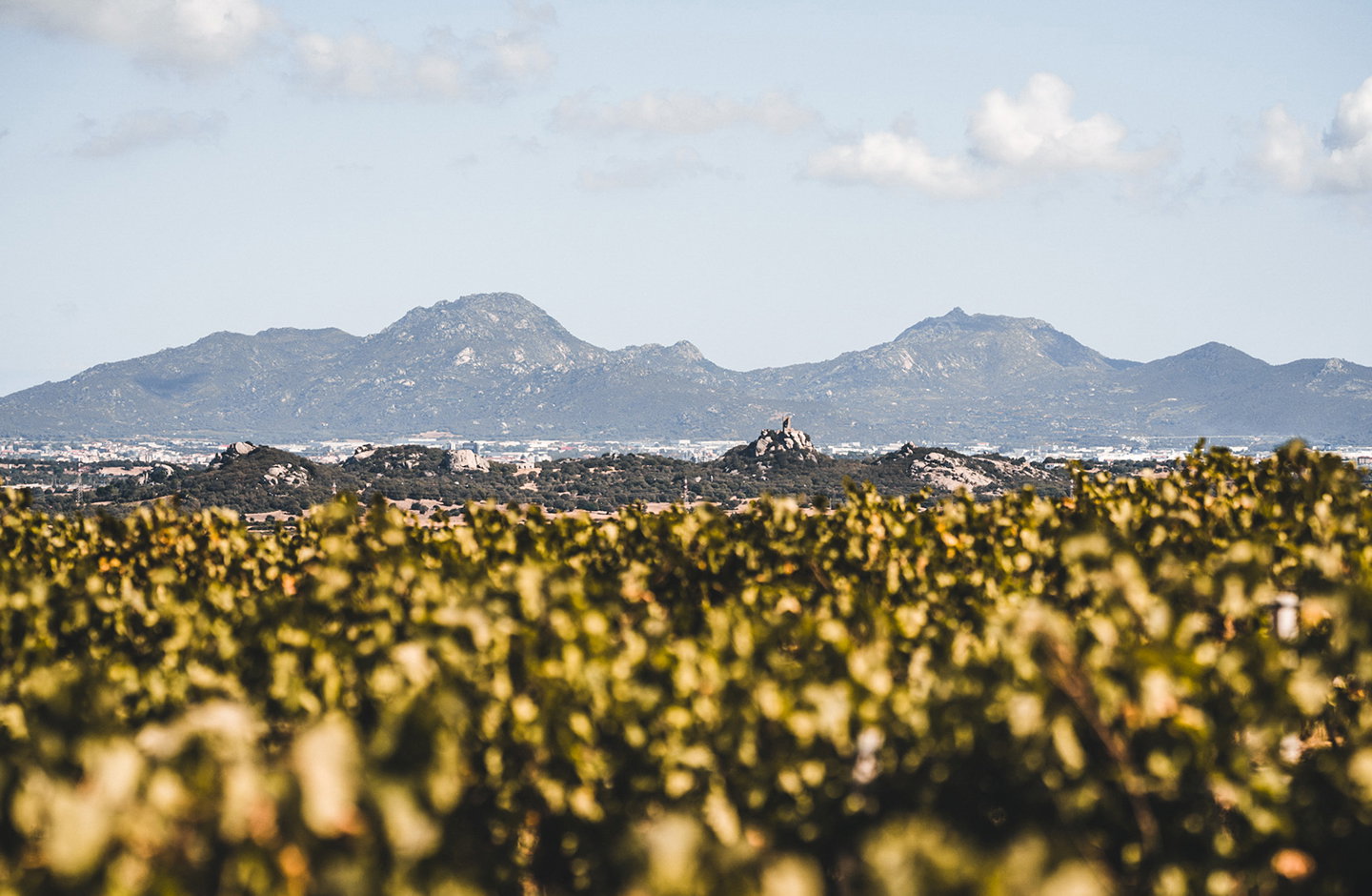 Vigneti di Vermentino di Gallura DOCG con vista sui graniti della Sardegna settentrionale
