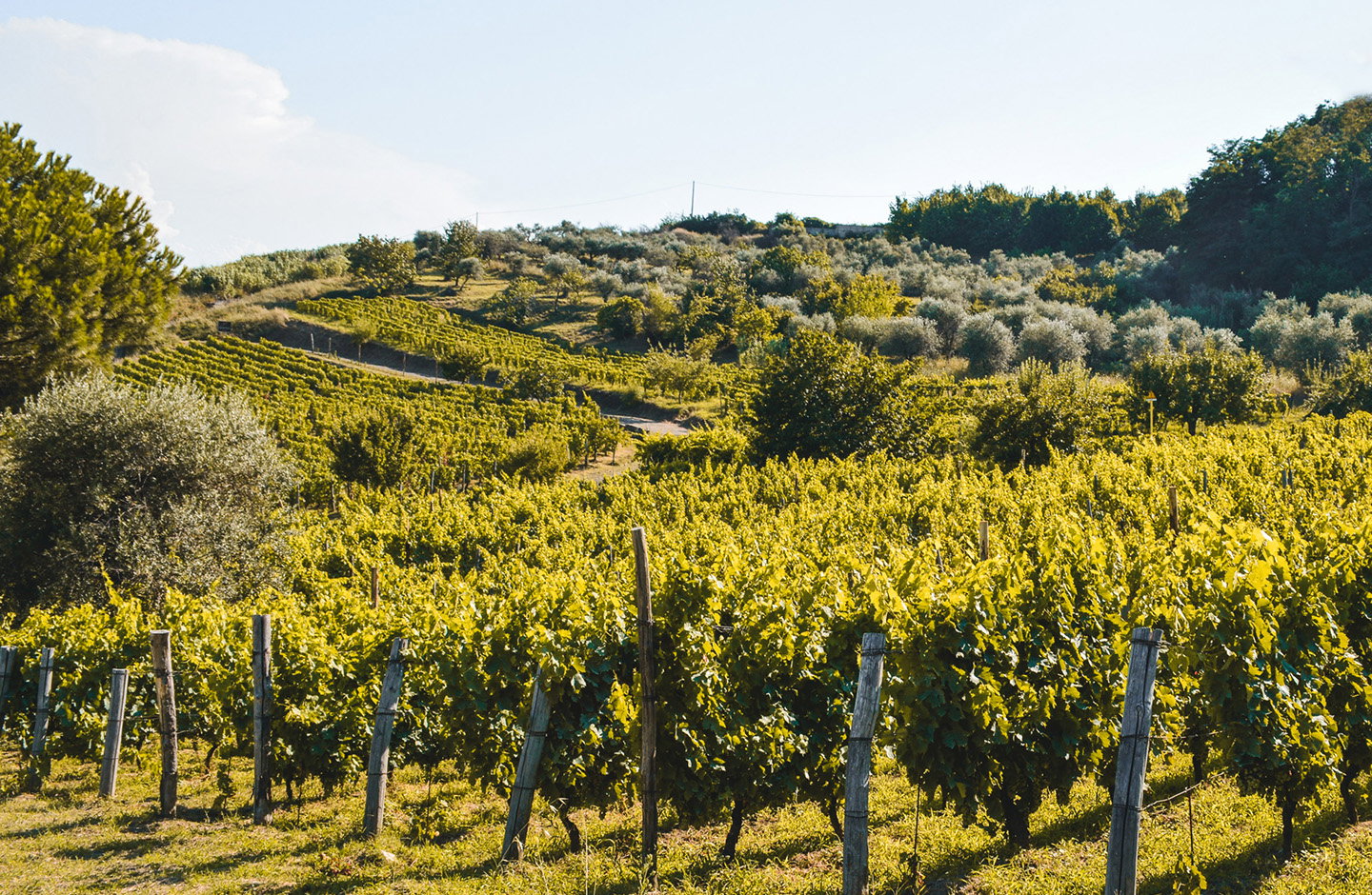 Vigneto soleggiato in Basilicata con filari di uva