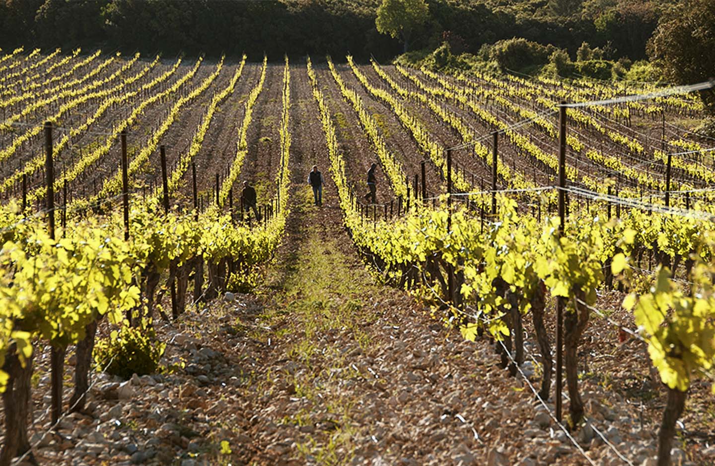Lavorazione manuale nei vigneti della denominazione Languedoc
