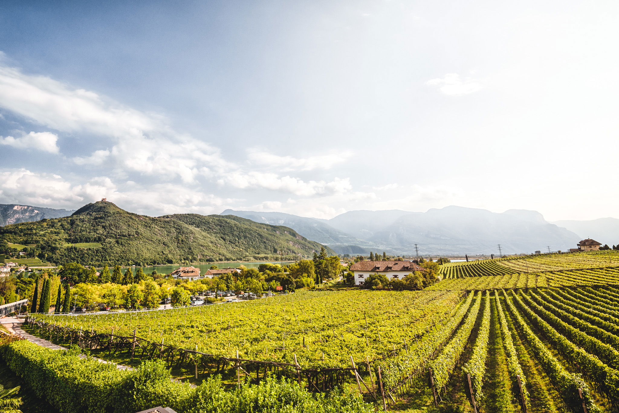 Panorama di vigneti ai piedi delle montagne italiane – territorio di origine delle principali varietà di uva