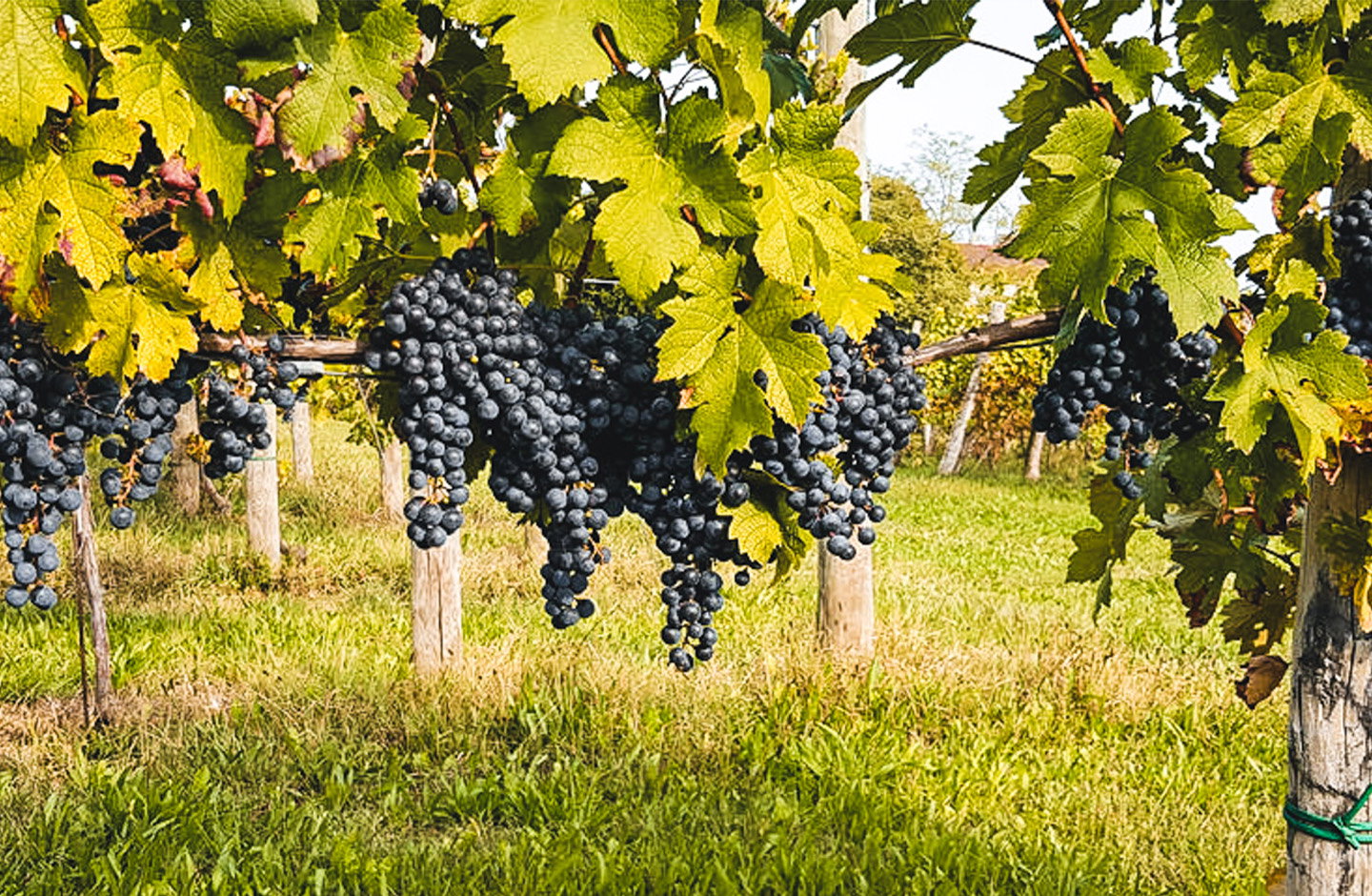 Grappoli di uva Merlot maturi su pergolato, vigneto in piena stagione di vendemmia.