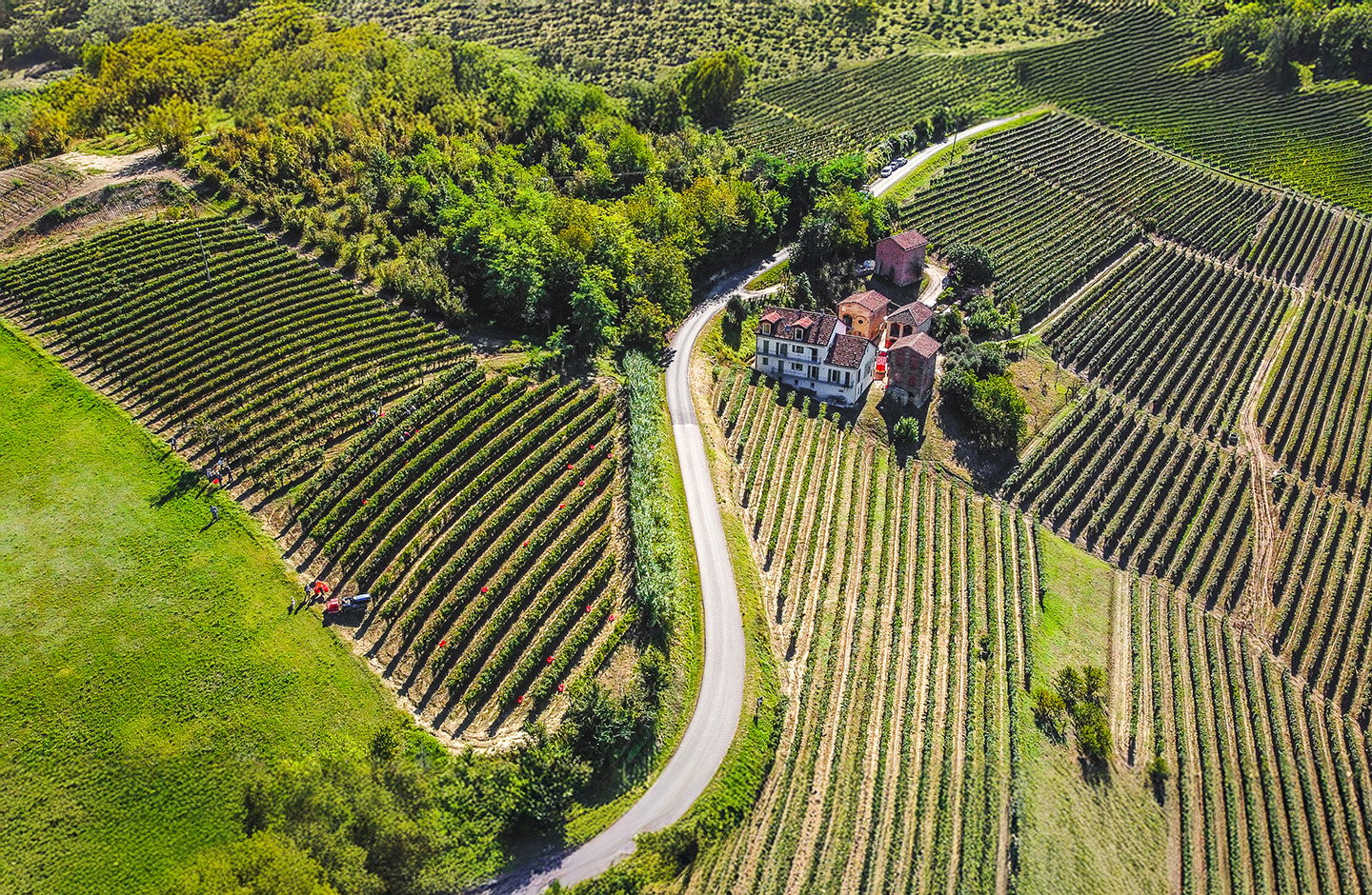 Vigneti del Nebbiolo d’Alba DOC tra le colline del Roero e delle Langhe
