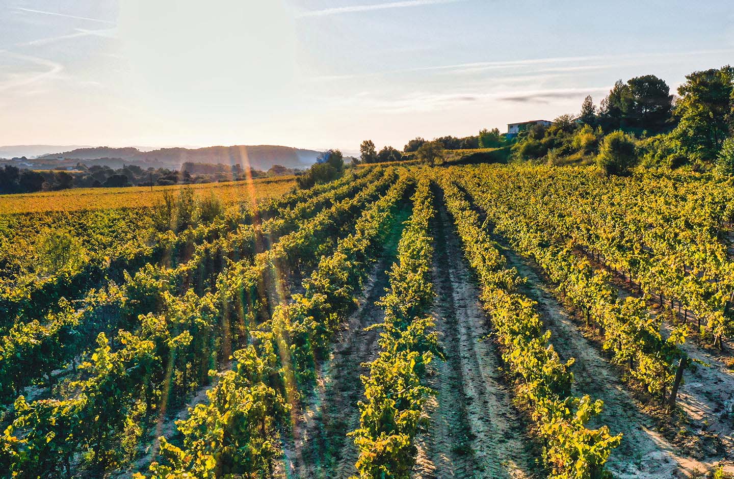 Filari di vigneto Gavi sulle colline piemontesi al tramonto