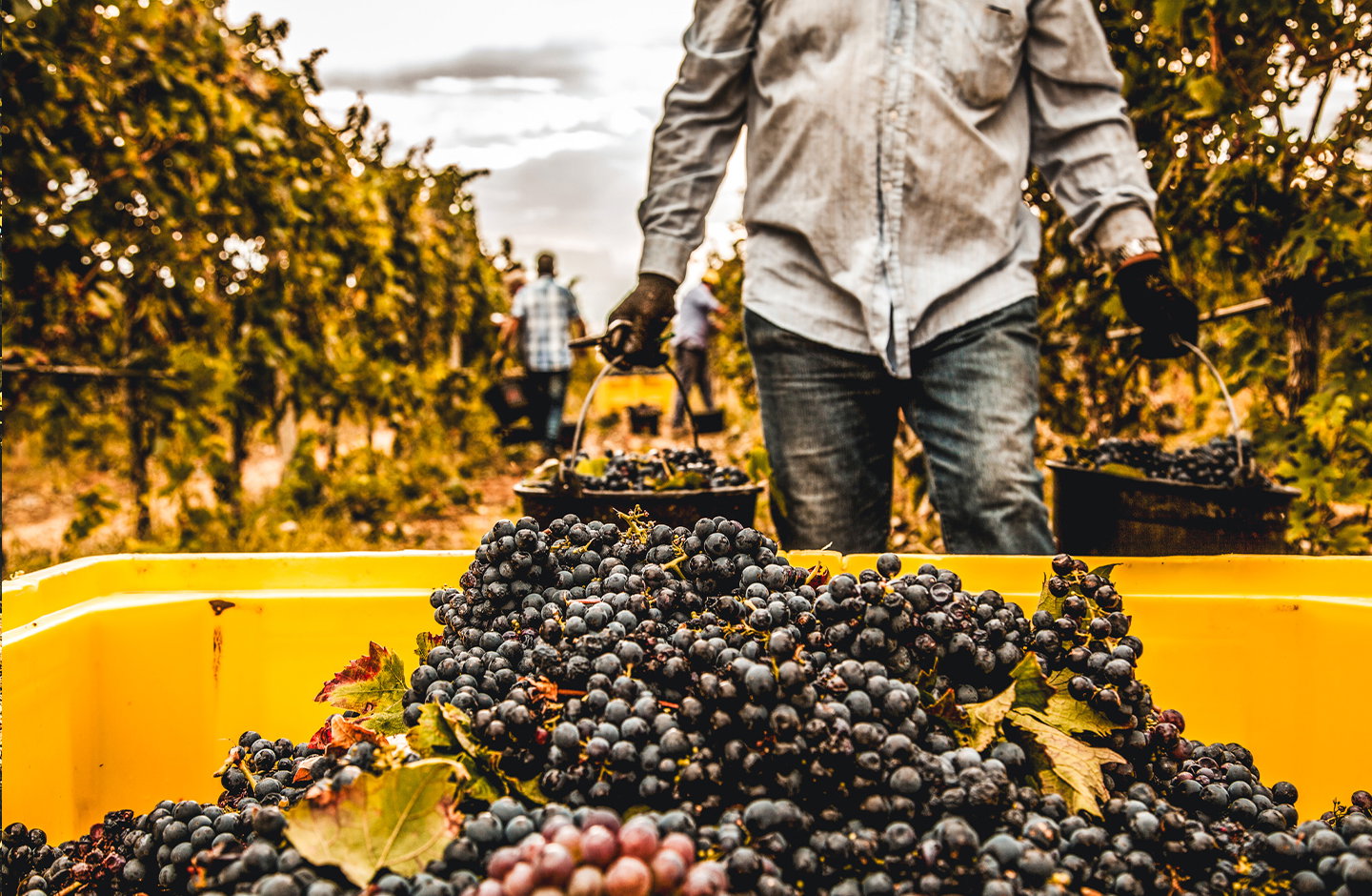 Uva rossa raccolta per la produzione di vini rossi