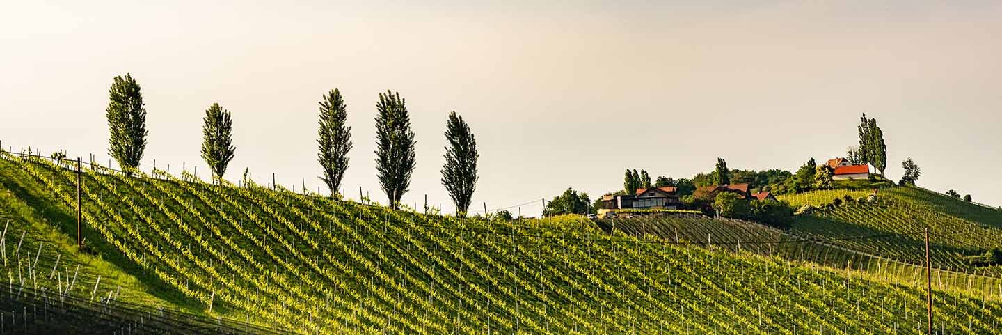 Banner colline friulane e vigneti