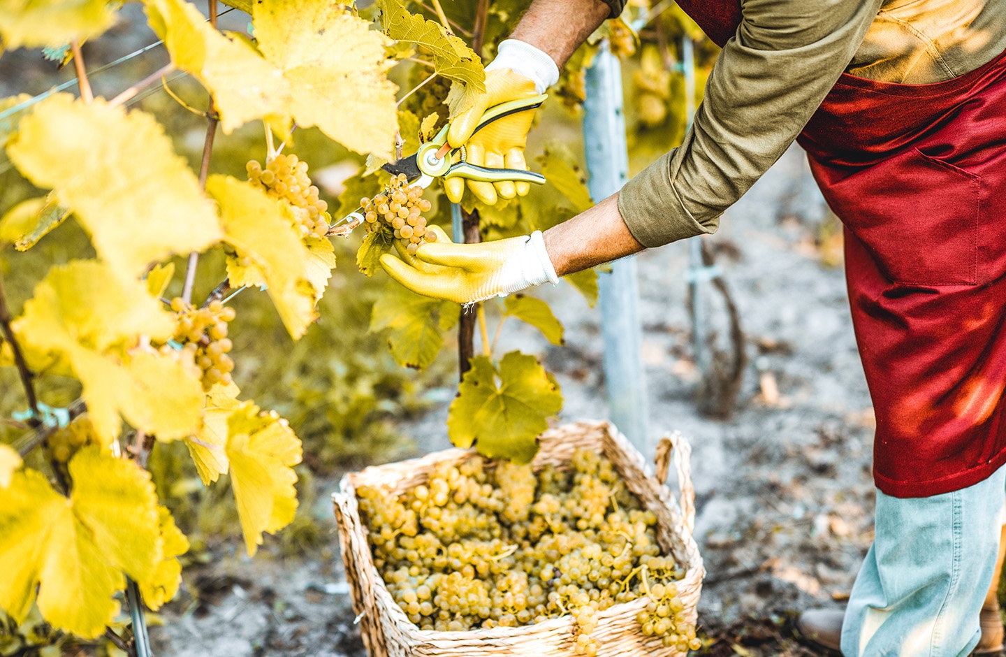 Raccolta manuale di grappoli d’uva bianca in vigneto, vendemmia artigianale per produzione di vini in offerta.