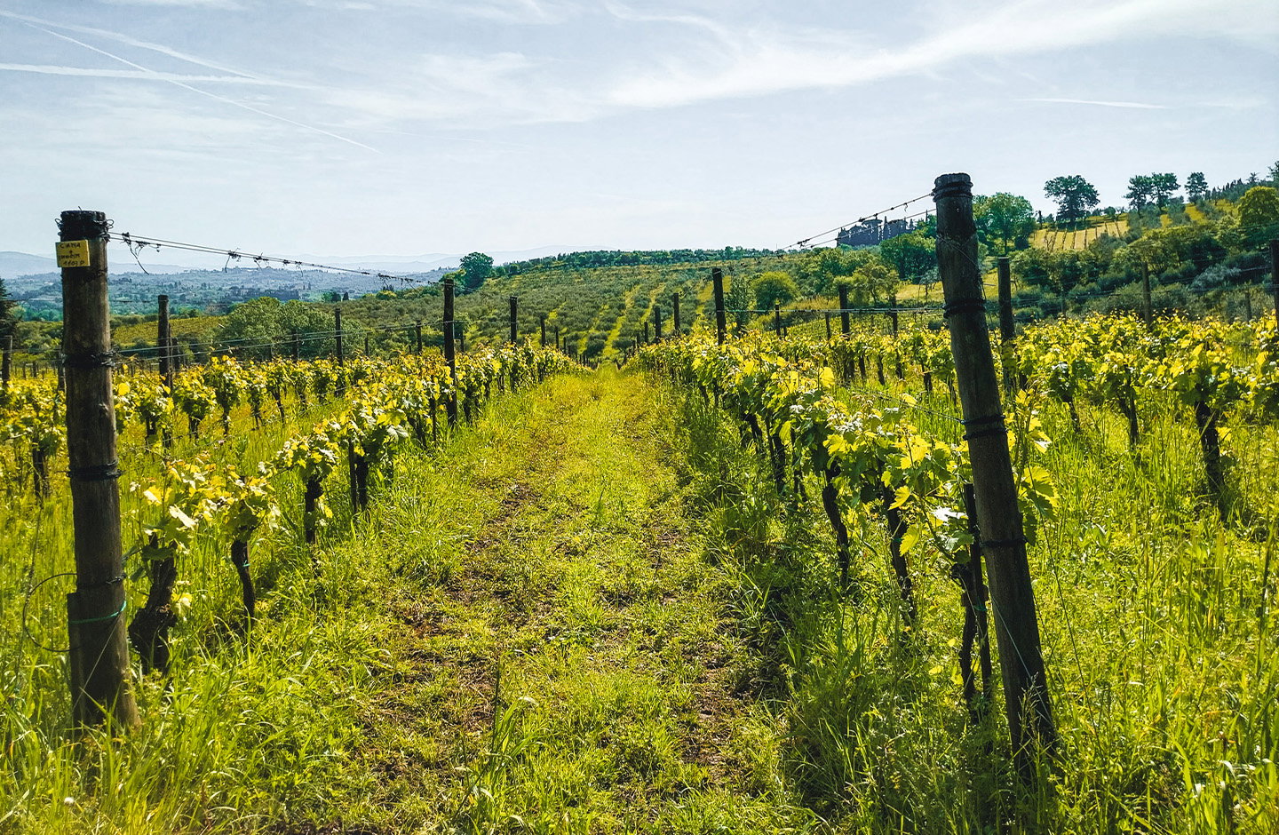Podere Casaccia - Sine Felle