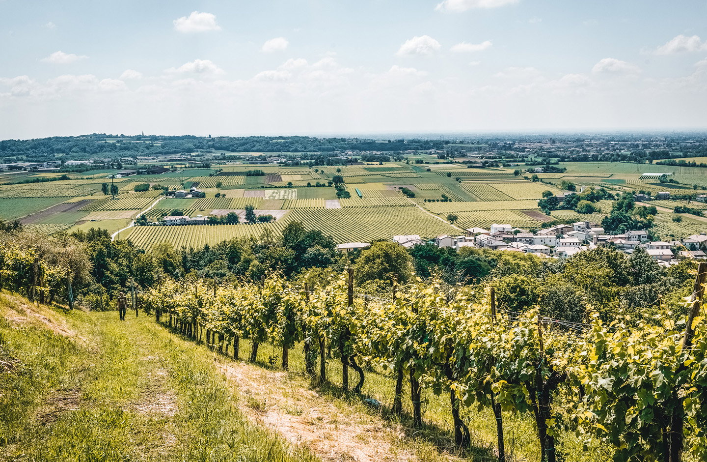 Vigneti collinari nella zona DOCG di Asolo Prosecco