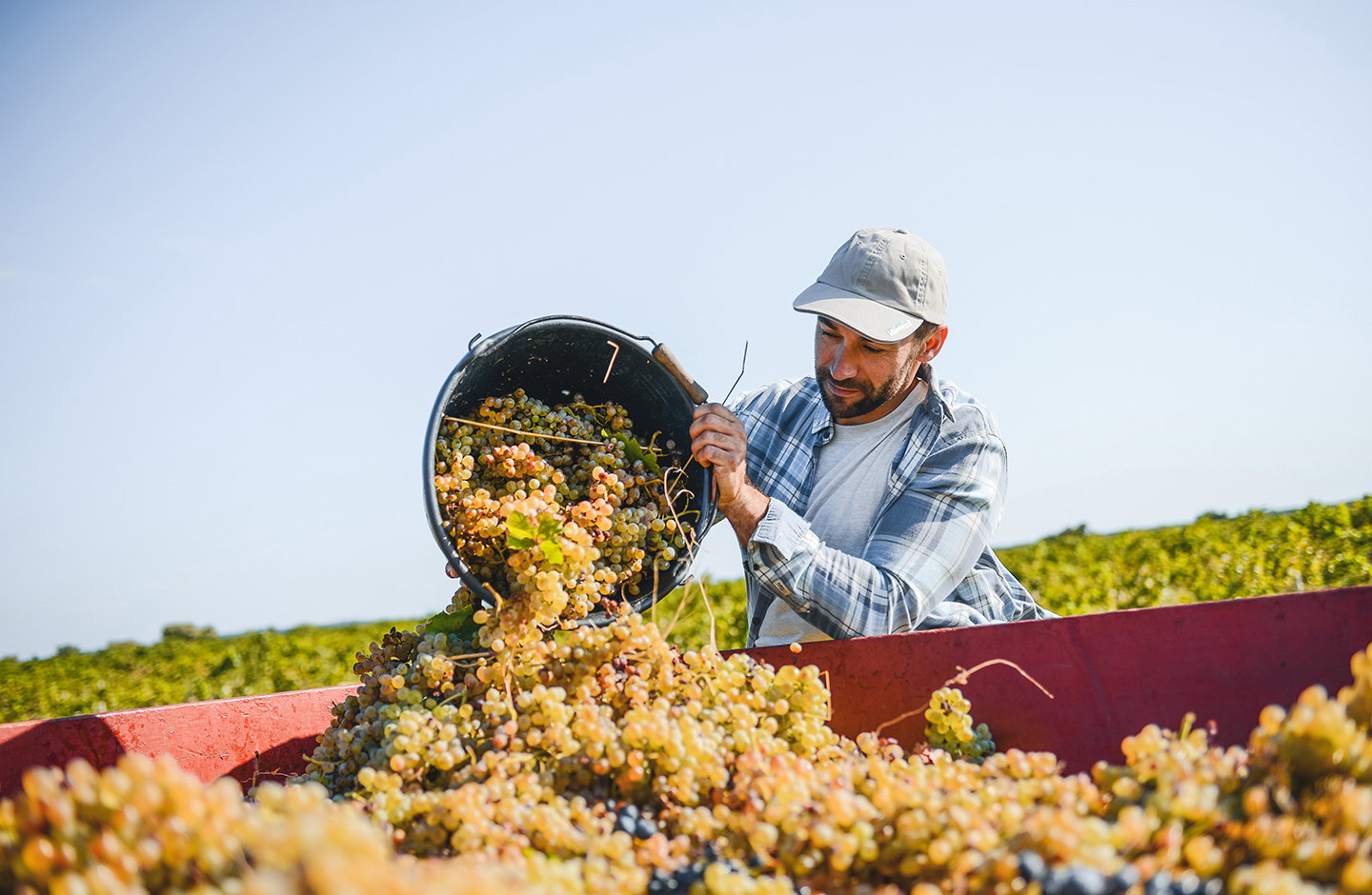 Raccolta manuale di uva Sauvignon Blanc in vigneto, fase di vendemmia nelle campagne italiane