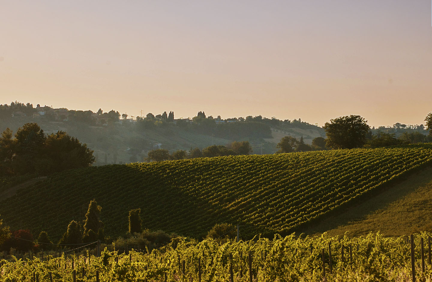 Podere Mattei