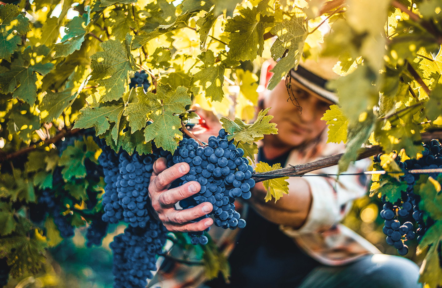 Vigneto con grappoli d’uva rossa maturi durante vendemmia