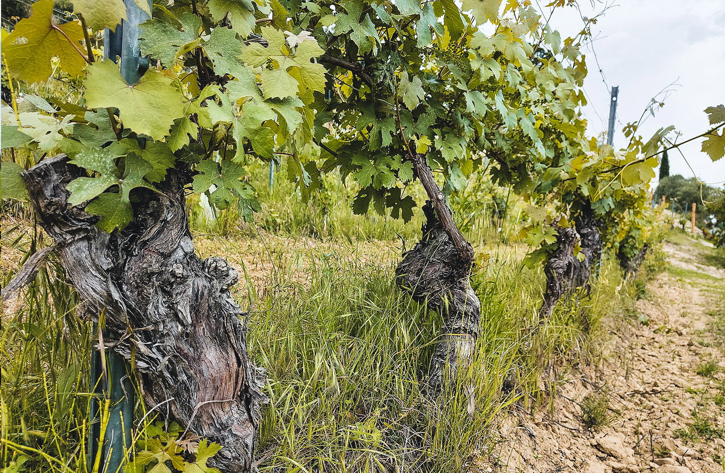 Vigne storiche dei Colli Tortonesi in Piemonte