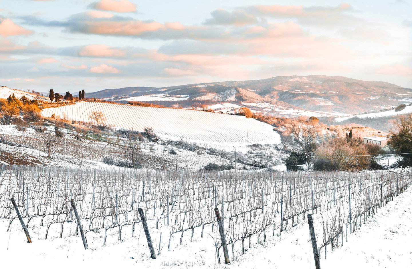 Vigneto innevato in inverno – vini rossi corposi e avvolgenti per la stagione fredda