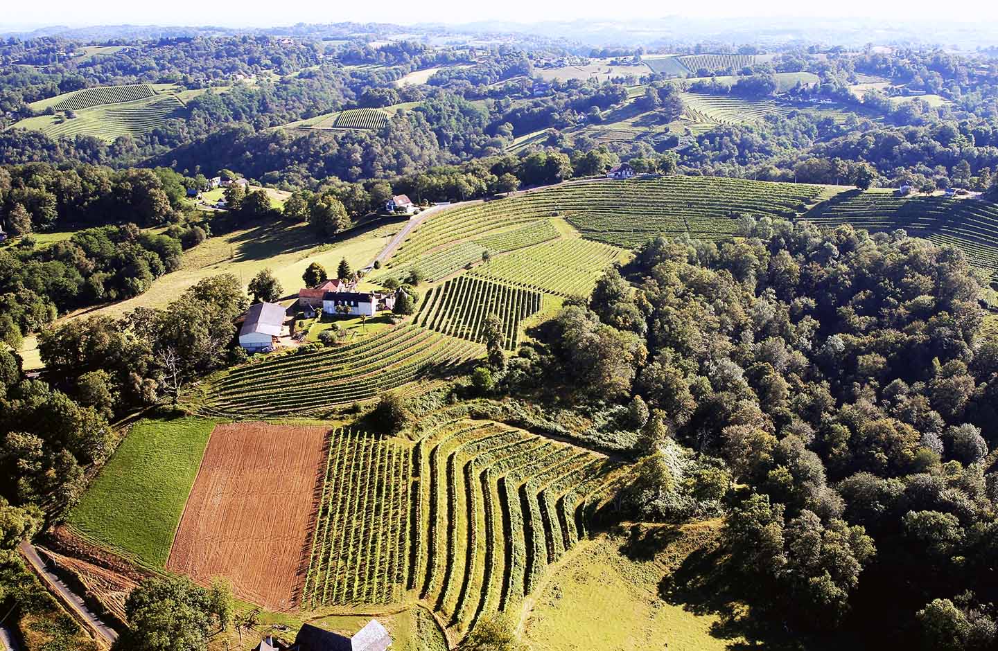 Vigneti terrazzati del Jurançon tra colline e boschi pirenaici