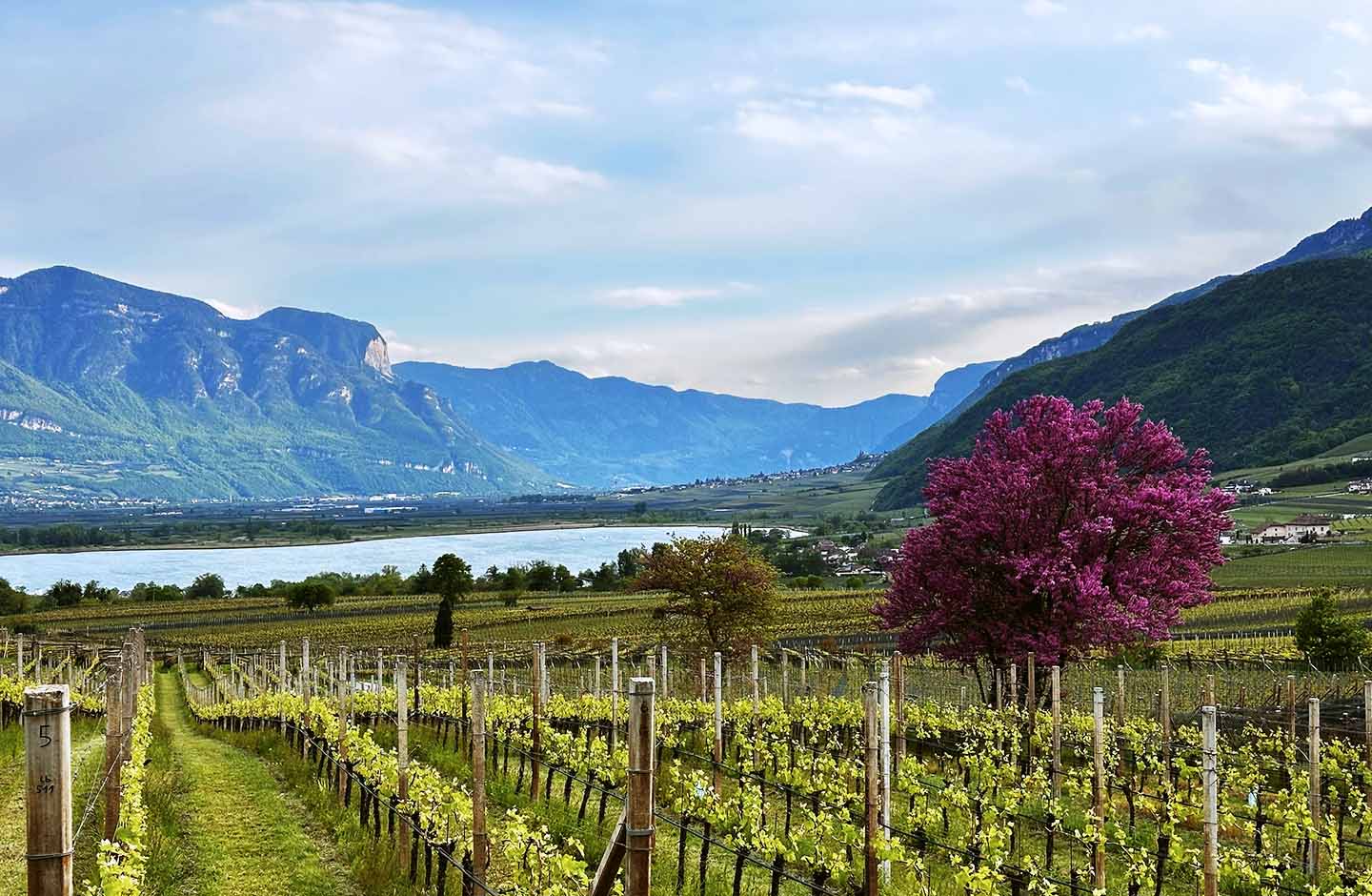 Vigneti del Lago di Caldaro DOC con vista sul lago altoatesino