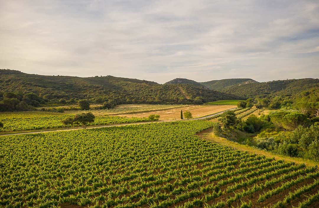 Vigneti di Chardonnay tra le colline francesi