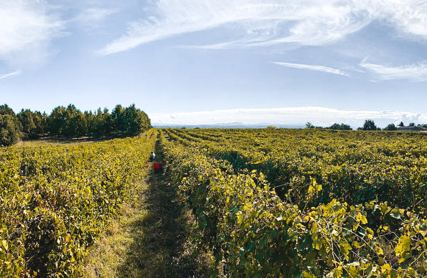 Vendemmia nei vigneti di Moscato d’Asti