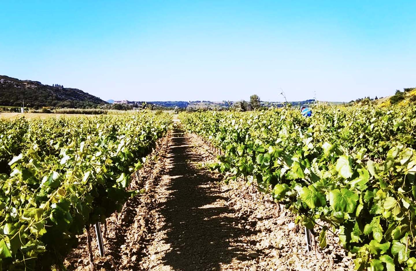 Domaine de Magalanne