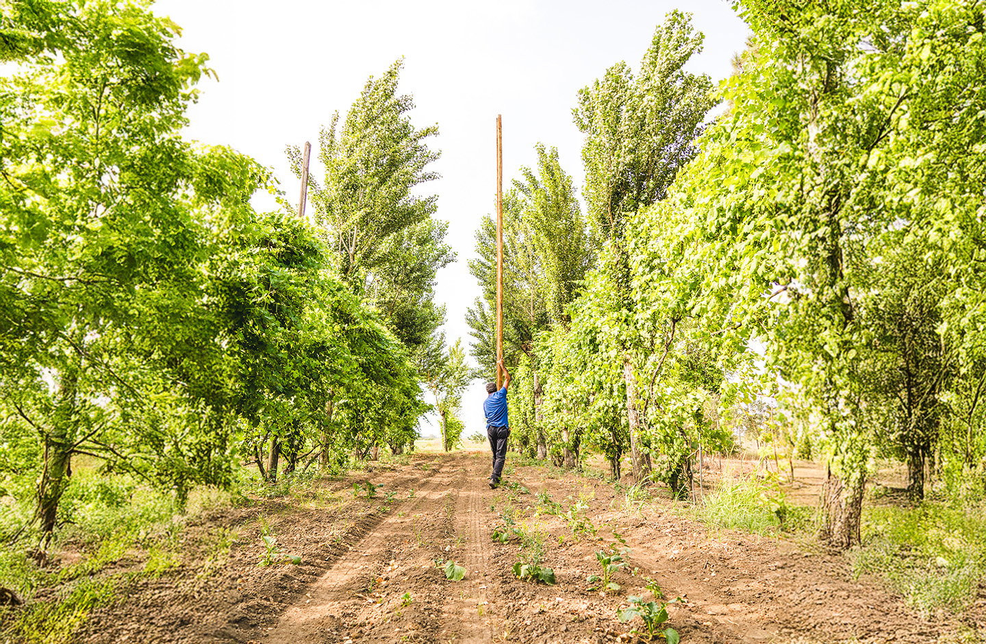 Alberata aversana con coltivazione tradizionale della vite ad Aversa DOC