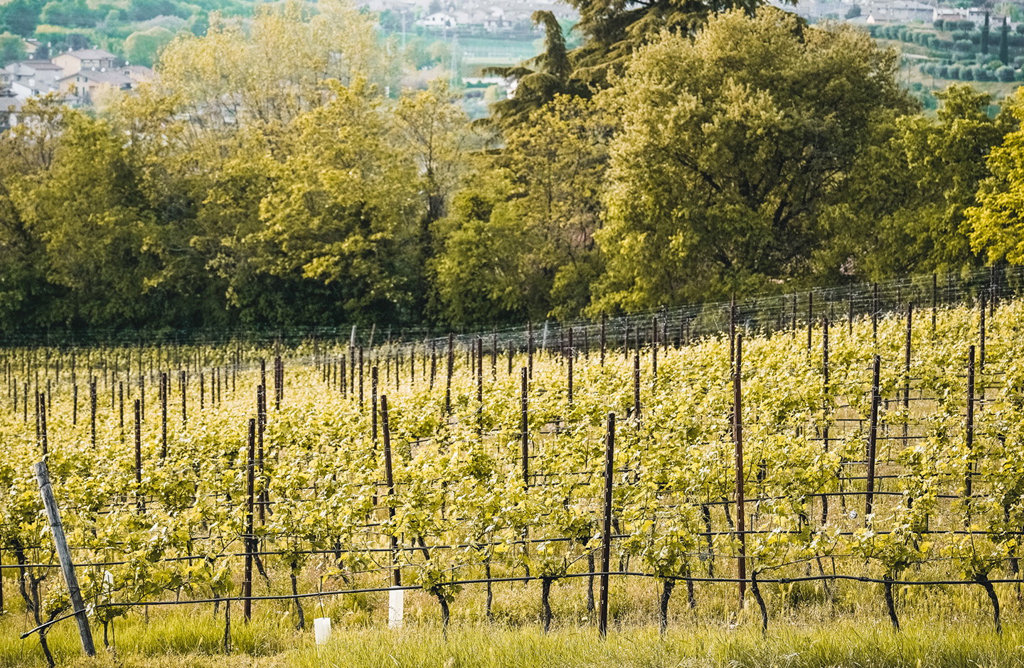Vigneto di uva Lugana in primavera nella zona del Lago di Garda