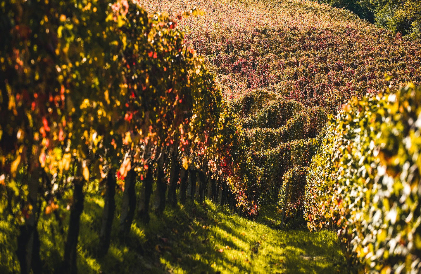 Grappoli di uva Negroamaro maturi sulla pianta, vigneto pugliese illuminato dal sole.