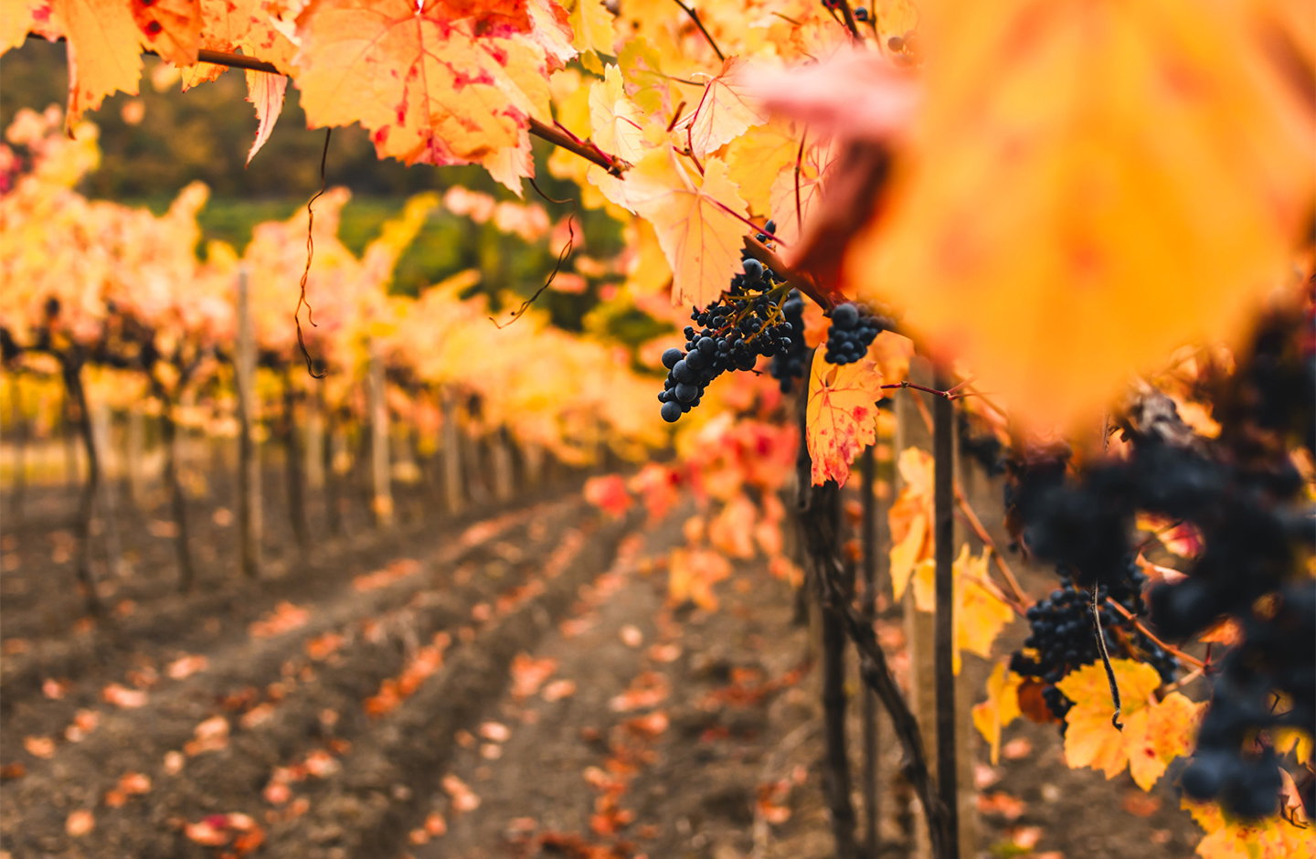 Uva Barbera nei vigneti piemontesi in autunno