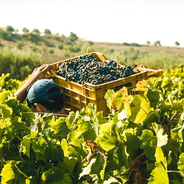 Di Bella Società Agricola