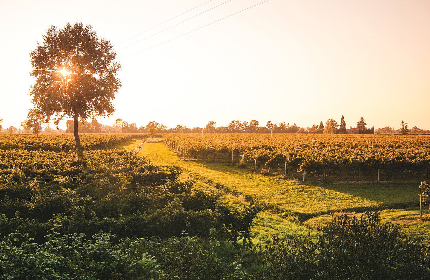 Azienda Agricola Piazza Antonio, Giorgio e Stefano