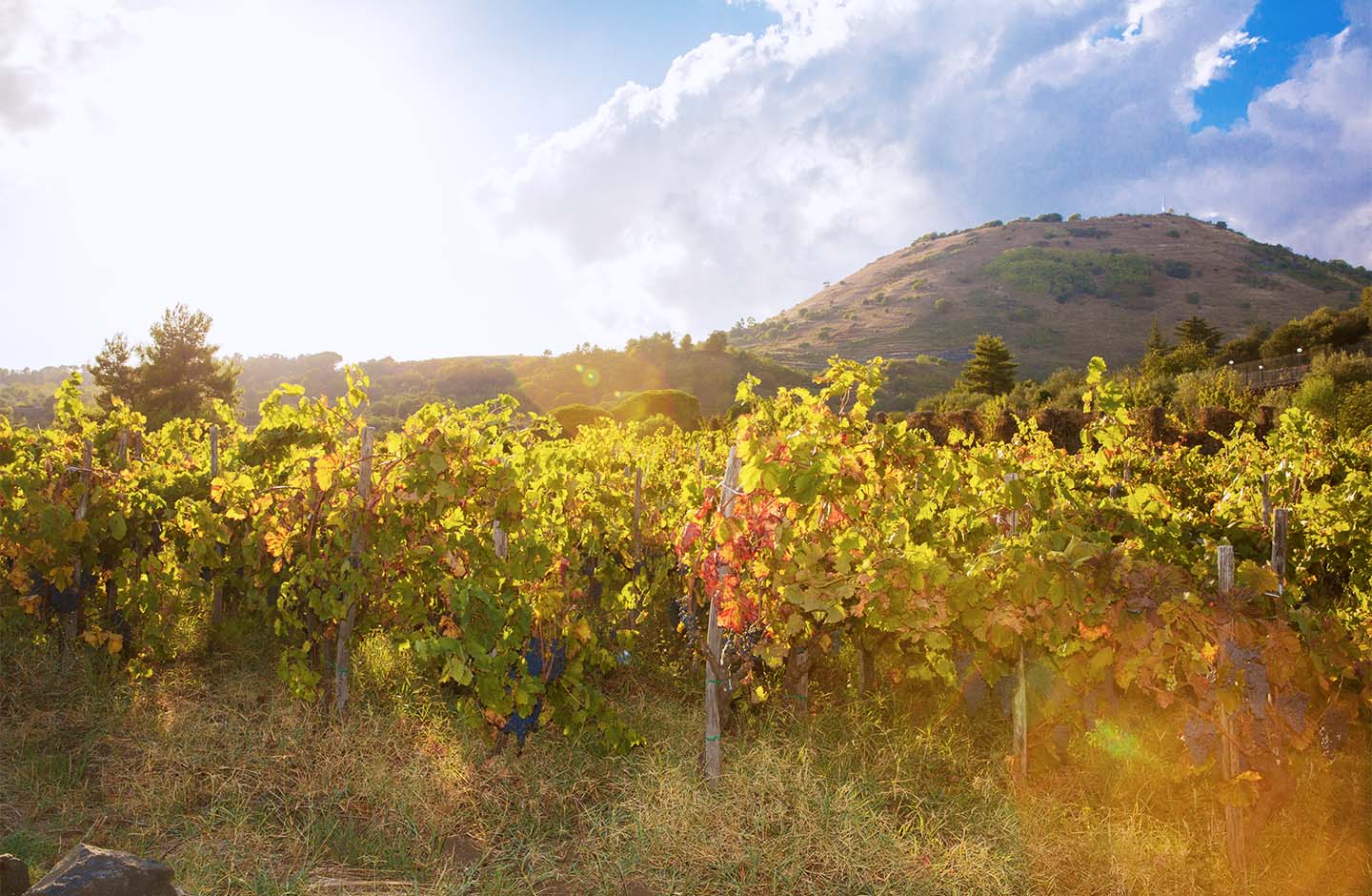 Contino Grazia Maria