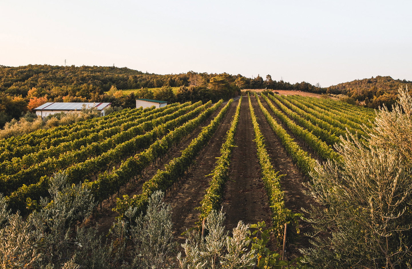 Il Valentiano Azienda Agricola di Ciacci Fabiano