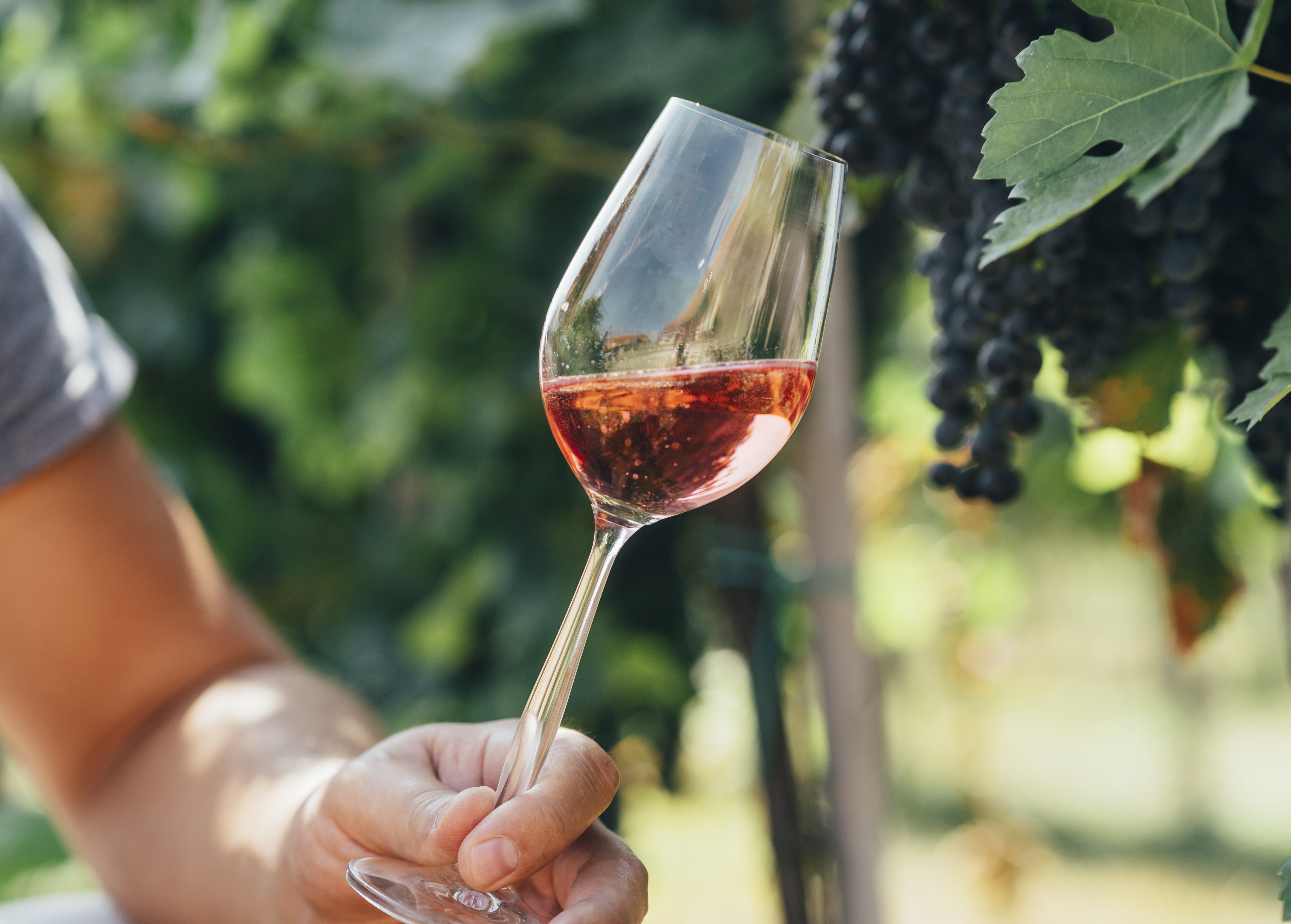 Bicchiere di vino rosato al sole tra le vigne, ideale per degustazioni di vini rosati di qualità