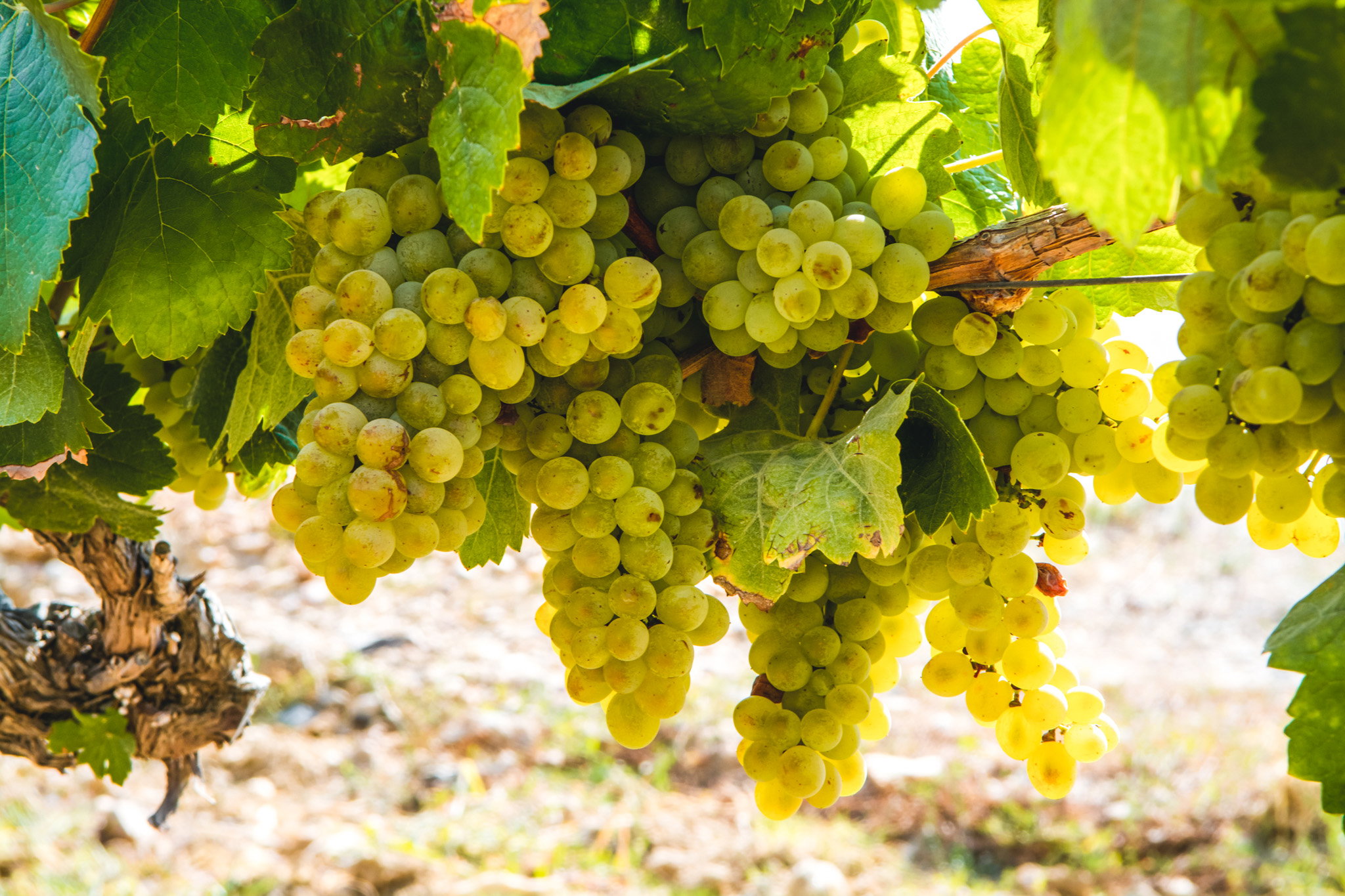 Grappolo di uva Glera matura, varietà utilizzata per la produzione del Prosecco DOC