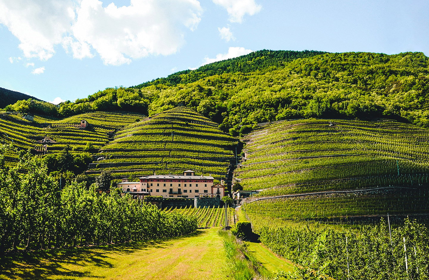 Vigneti nei ripidi vigneti terrazzati della Valtellina – viticoltura eroica alpina