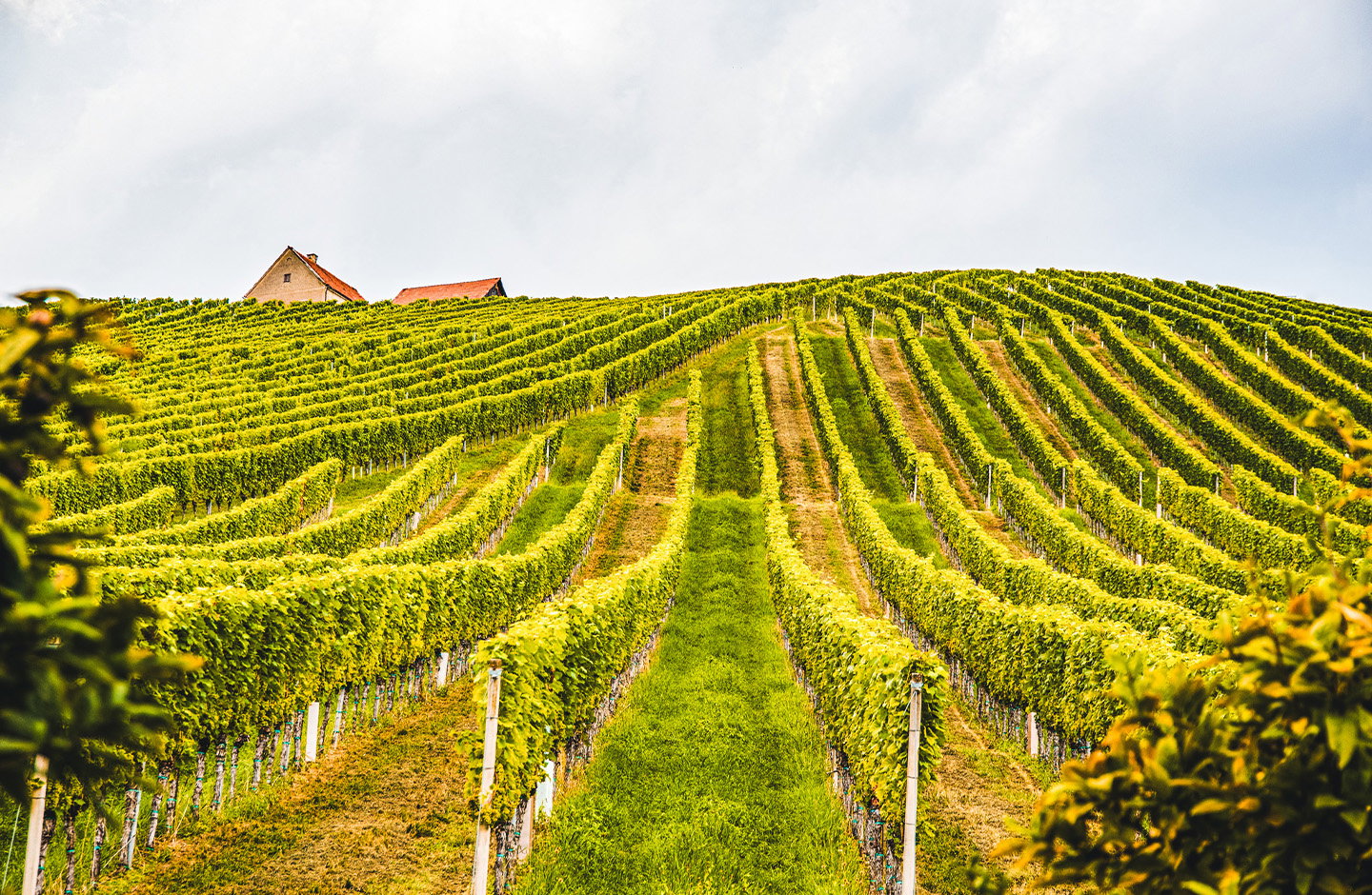 Filari di vigneto Gutturnio sui colli piacentini, vista panoramica