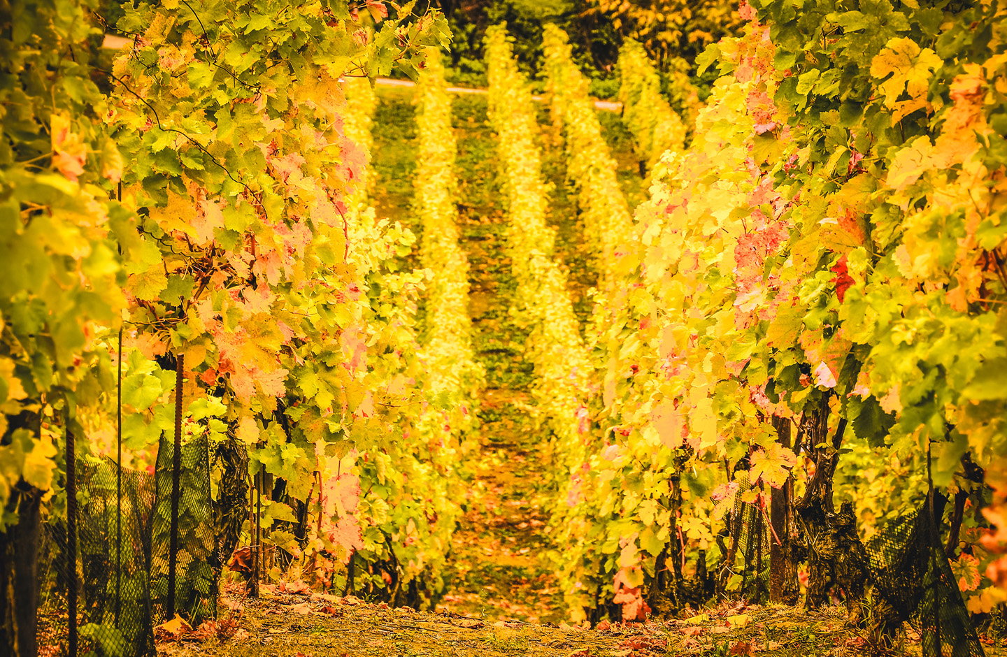 Vigneti di Cortese con foglie dorate in autunno”