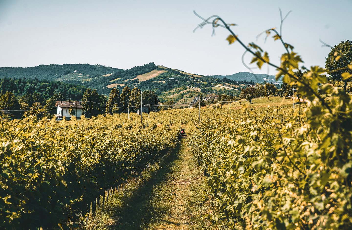 Vigneti dei Colli Bolognesi DOC con paesaggio collinare e casa rurale