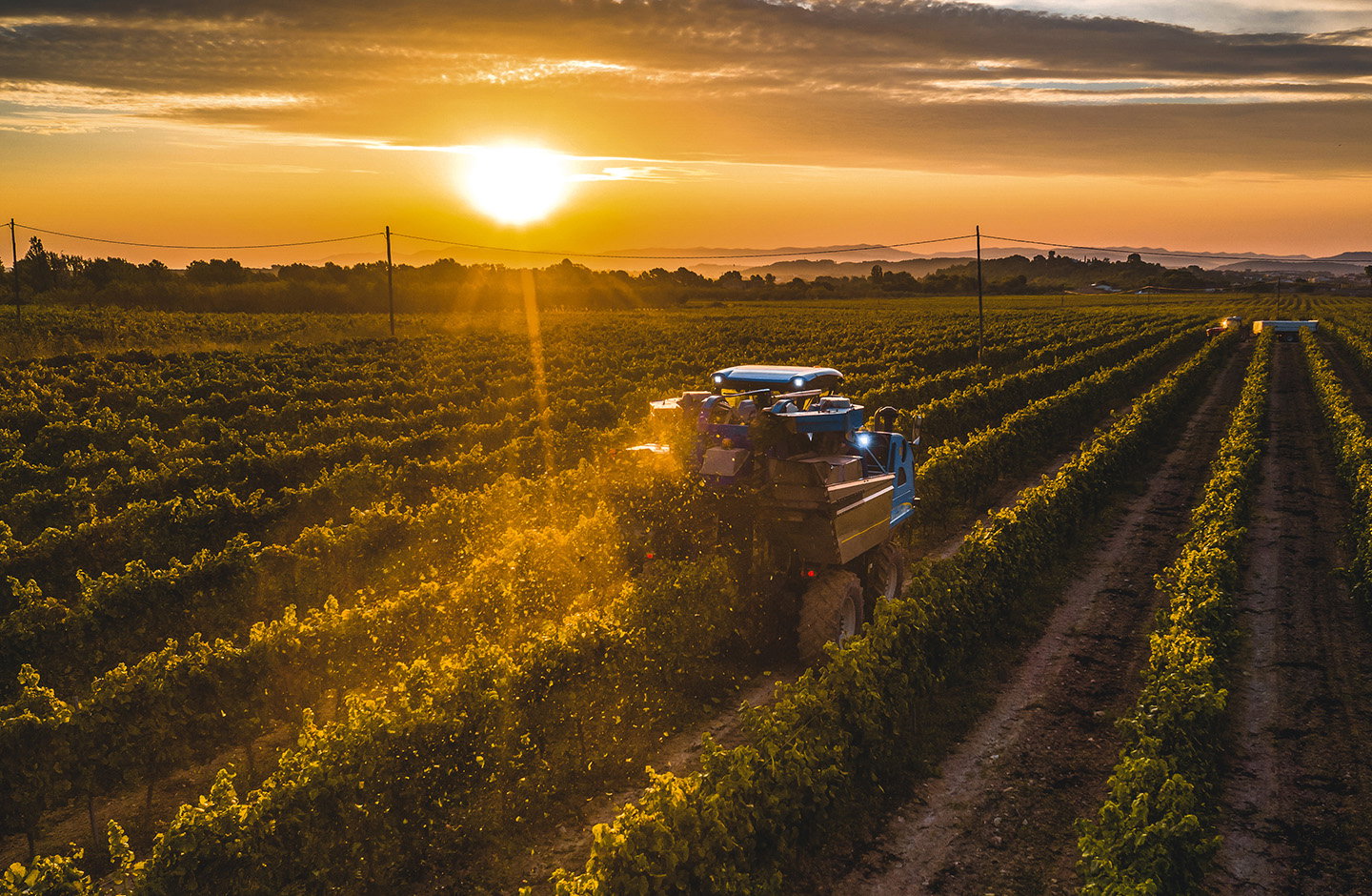I Vignai del Casavecchia